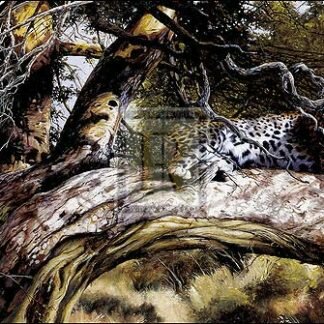 Spencer Hodge Concealment